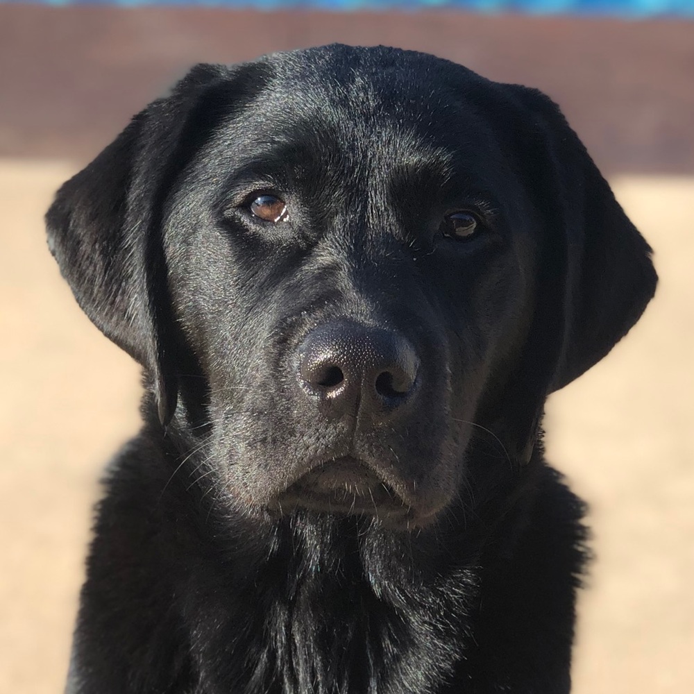 Meet your Posher, Hunter